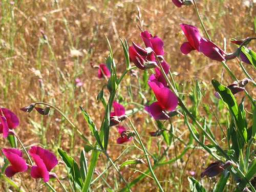 flowers.jpg