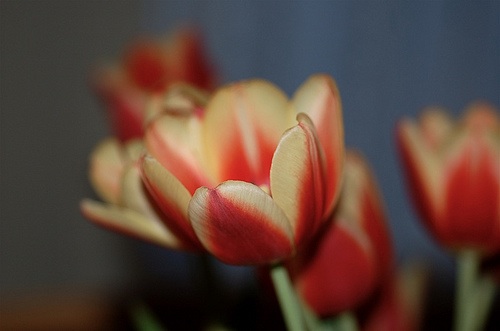 flower.jpg