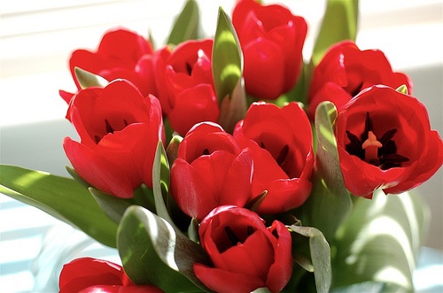 tulips.jpg