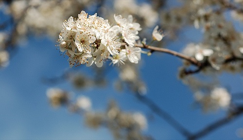 blossom.jpg