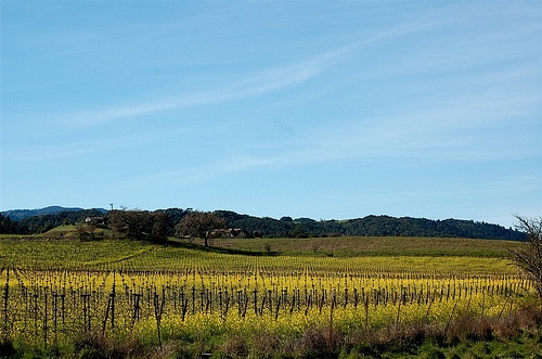 napa.jpg