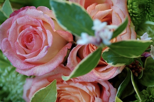roses.jpg