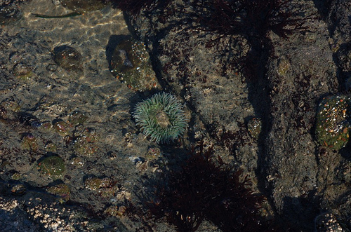 anenome.jpg
