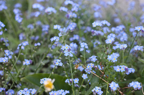 blue.jpg