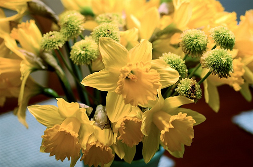 daff.jpg