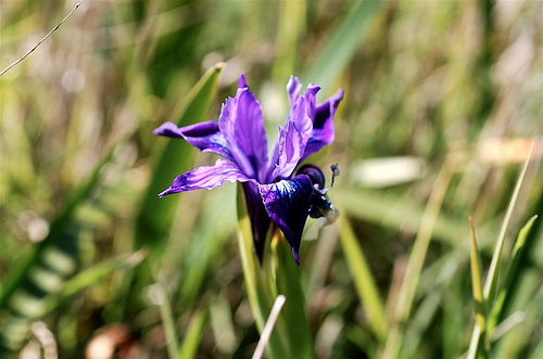 iris.jpg