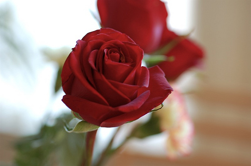 rose.jpg