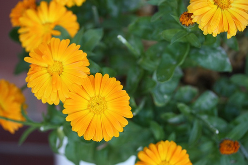 orange-flower.jpg