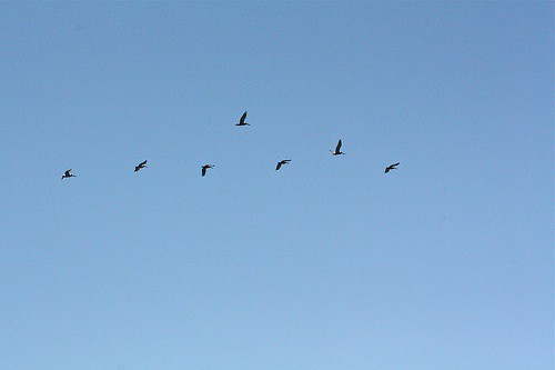 birds