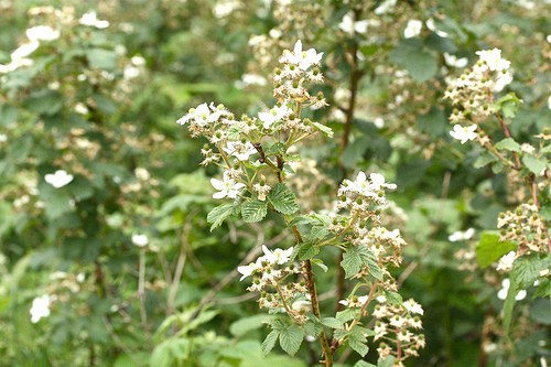 branches