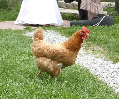 chick