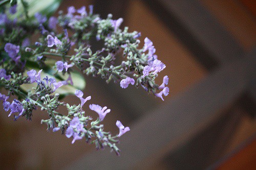 purple
