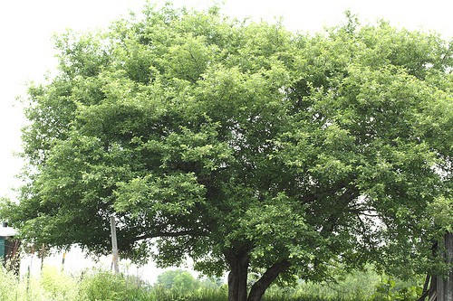 tree2