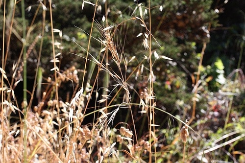 grass1 grass1
