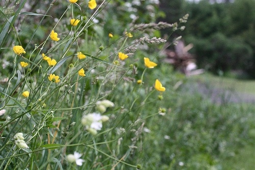 grass2