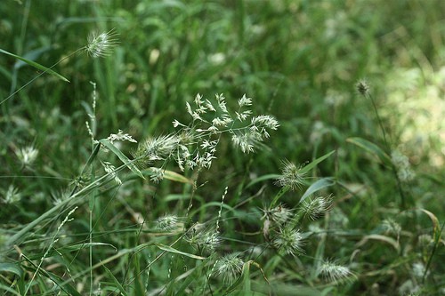 grass4