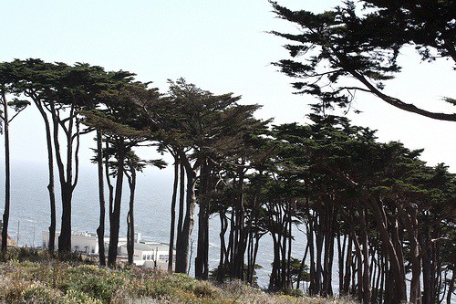 trees trees