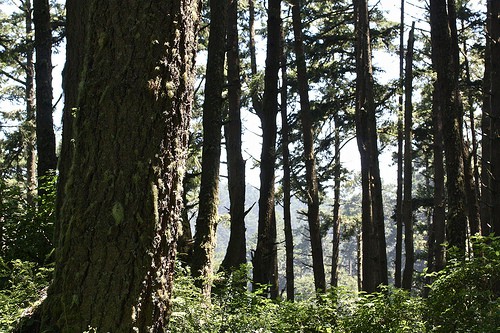 trees2 trees2
