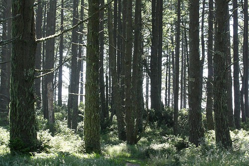 woods woods