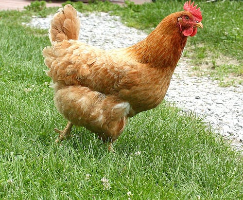 chick