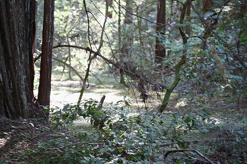 woods